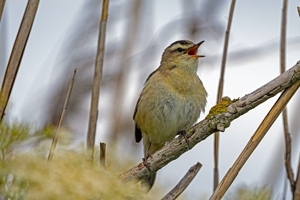 Singen 